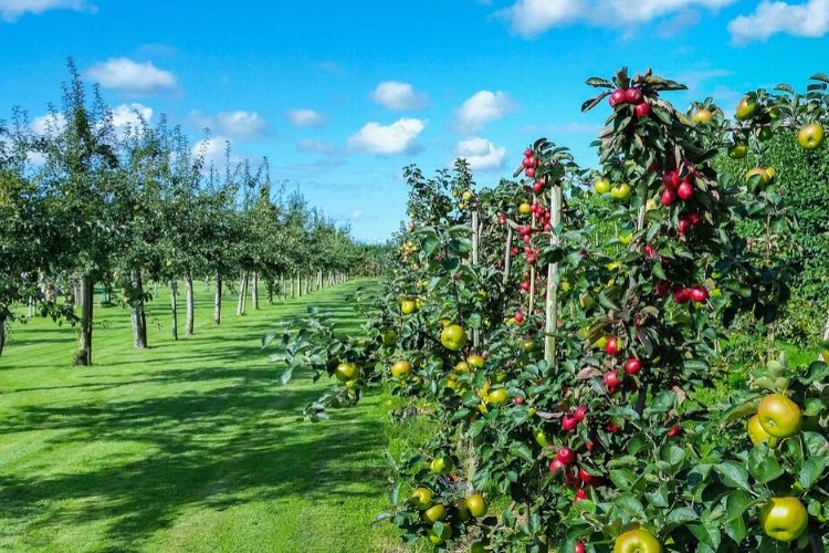 prune fruit trees