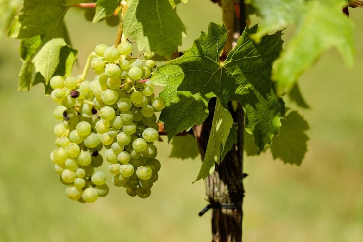 Pruning grapes