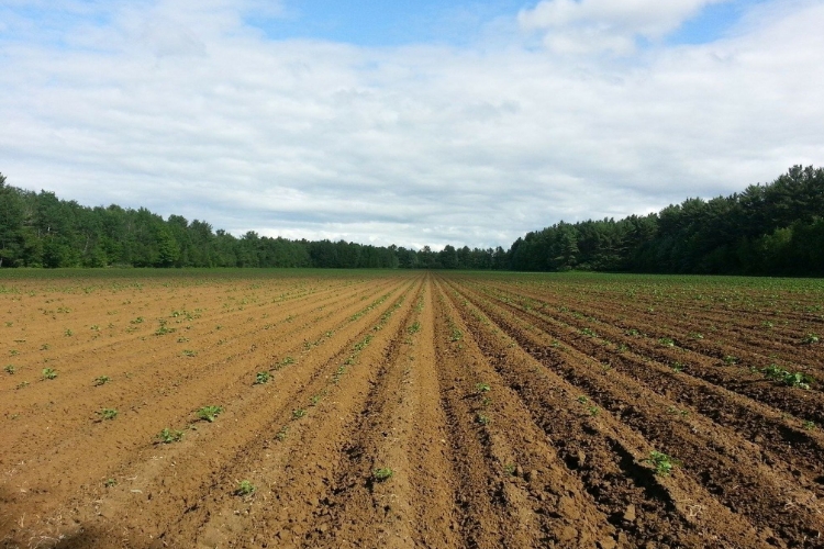 Soil Cultivation