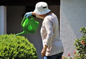  watering bushes